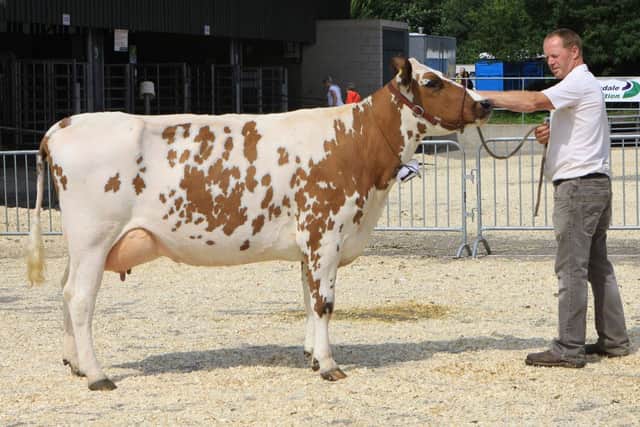 Bakewell show, Peter Beresford with his cow that was champion Ayrshire and reserve supreme dairy animal