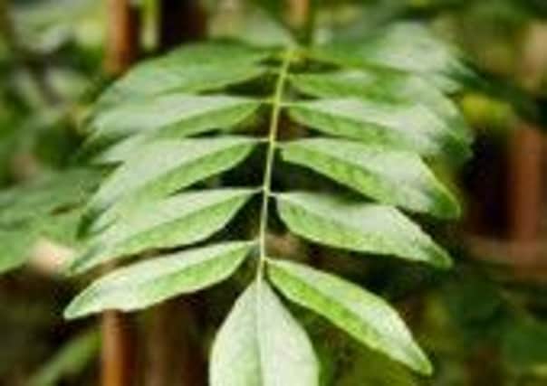 Curry leaves plants. PA Photo
