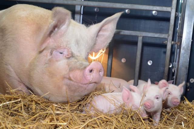 The newly born piglets and mother Peppa at Chatsworth's Farmyard
