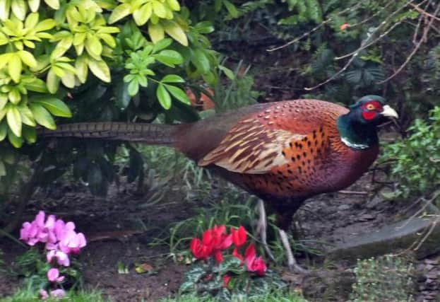 Garden Pheasant