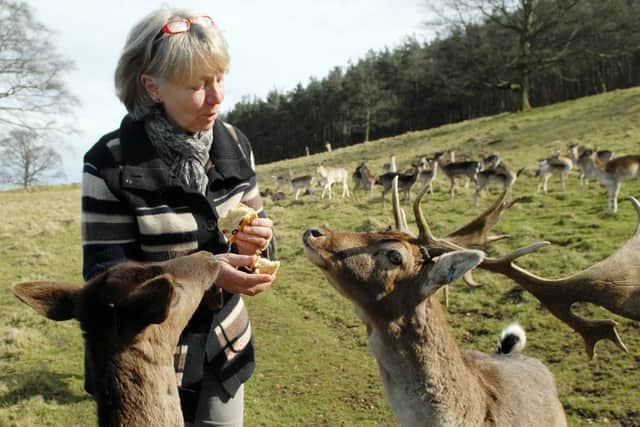 Chestnut Centre (otter, owl and wildlife park) is celebrating its 30th birthday. One of the family owners Carol Heap feeds the deer at treat for the birthday celebrations.