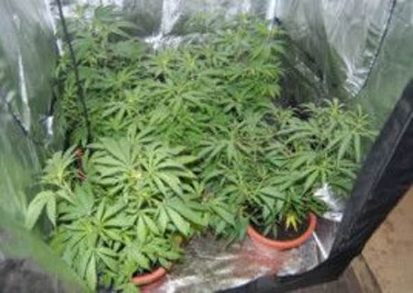 Cannabis plants recovered from a home in Yew Tree Place, Preston, following a raid on April 5, 2011