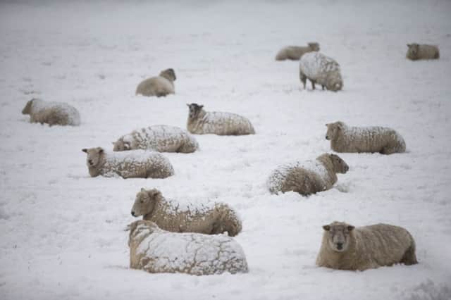 29/01/15

Sheep covered in snow at Parsley Hay, near Hartington in the Derbyshire Peak District.

All Rights Reserved - F Stop Press.  www.fstoppress.com. Tel: +44 (0)1335 418629 +44(0)7765 242650