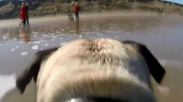Bolsover dog The Moog on Filey beach