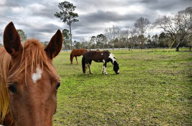 Horses, by Kim Hill via flickr.com/photos/karsund/