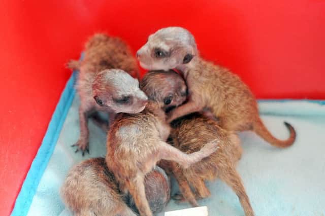 Baby meerkats snuggle up to each other at Willow Tree Family Farm in Shirebrook.