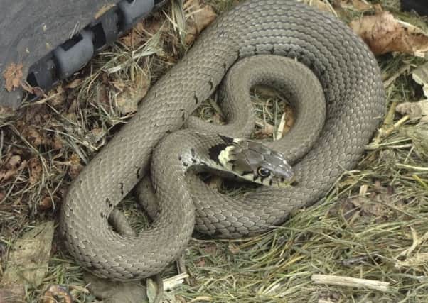 David Wootton was gardening when he found a grass snake in his compost bin - but he was quite pleassssed to see it, he tells.