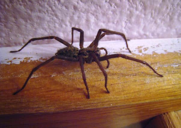 Huge spiders are invading the nation's homes as they search for somewhere to mate.