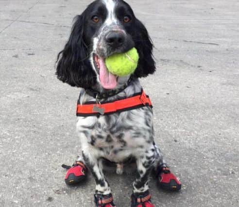The East Midlands fire investigation dog, Dexter.