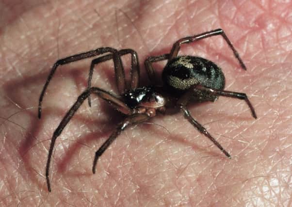 False widow spider species.