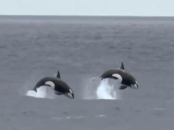 The pod of killer whales was filmed in the North Sea