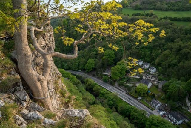 A Peak District tree watches over homes.