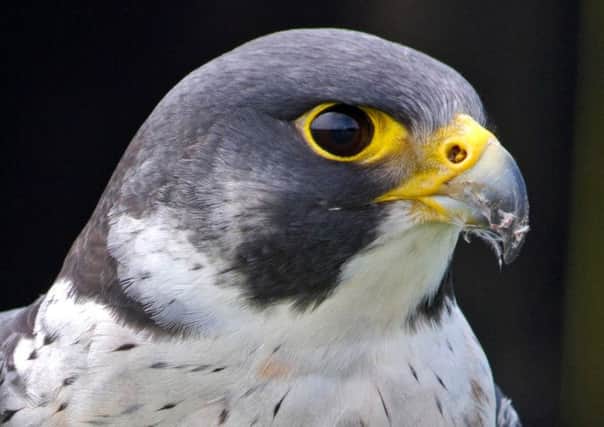 A Peregrine Falcon