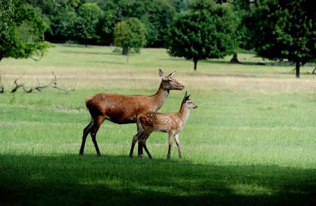 A deer cull is taking place in the Peak District.