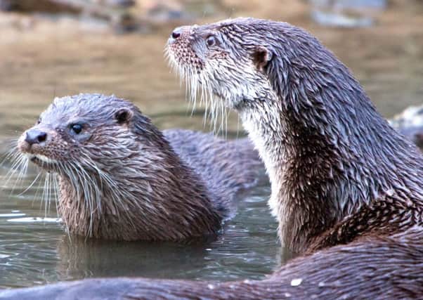 Whaley Bridge folk think a pair of otters have taken up residence in the waterway's basin. Photo of a pair of Eurasian otters courtesy of the Chestnut Centre.