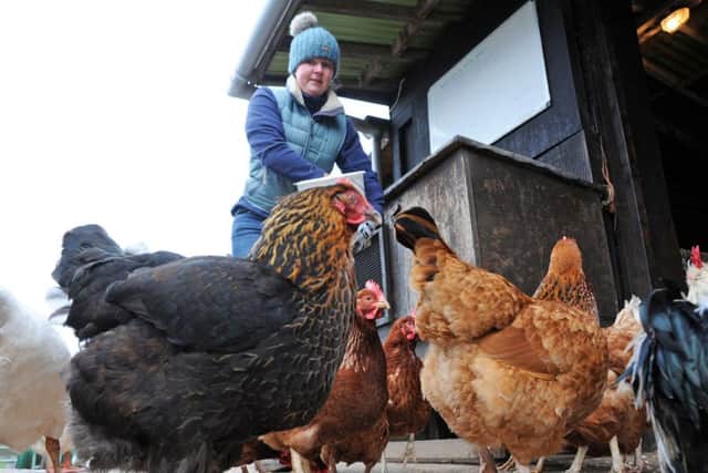Charlotte Curtis with her hens and geese, many of which have been re-homed from battery farms.