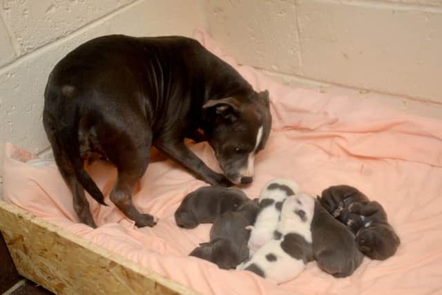 Lady with her pups