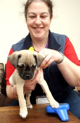 Have you had your dog microchipped yet?