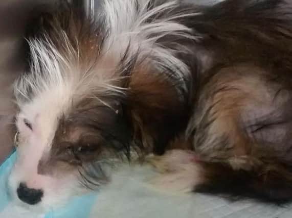 Little Faith. Picture: RSPCA.