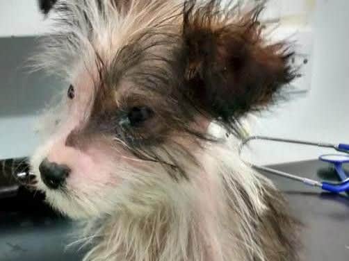 Little Faith. Picture: RSPCA.