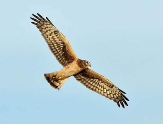 Hen harriers are on the brink of extinction in England.