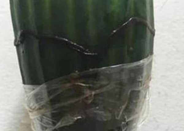 The worm that Dinnington dad Wes Metcalfe found in his cucumber.