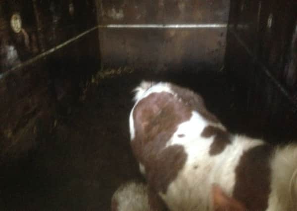 Inside one of the shipping containers. Picture: RSPCA.