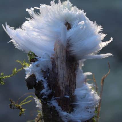 Giles Bennett took these photos of the rare 'hair ice' in Buxton Country Park.