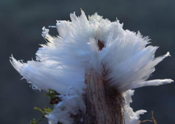 Giles Bennett took these photos of the rare 'hair ice' in Buxton Country Park.
