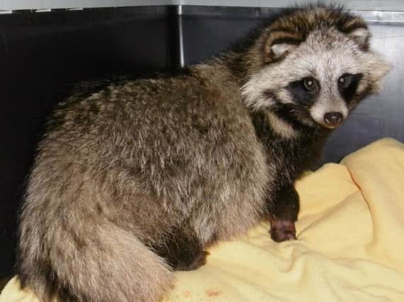 The raccoon dog was rescued by the RSPCA.