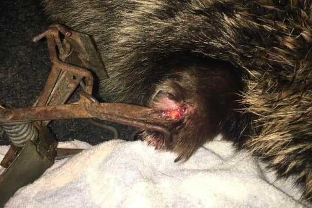 The raccoon is now being cared for at the RSPCAs Stapeley Grange Wildlife Centre in Cheshire.