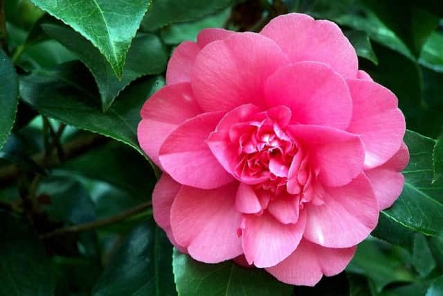Camelias add a splash of colour to the cold winter months