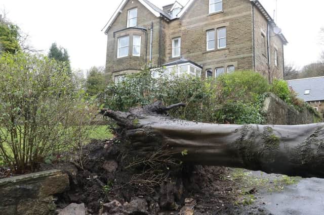 Fallen tree Buxton