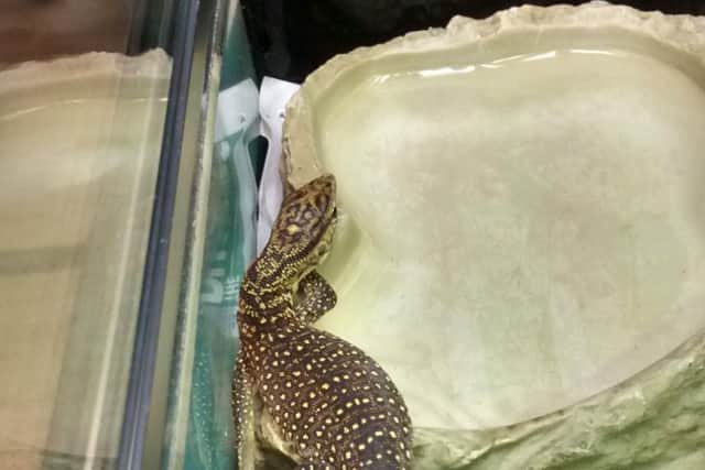 The reptile is being cared for by the RSPCA.