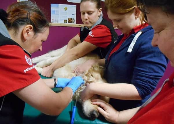 Tyak giving blood during a donation event. The Pet Blood Bank UK provides a canine blood bank service for vets across the UK.