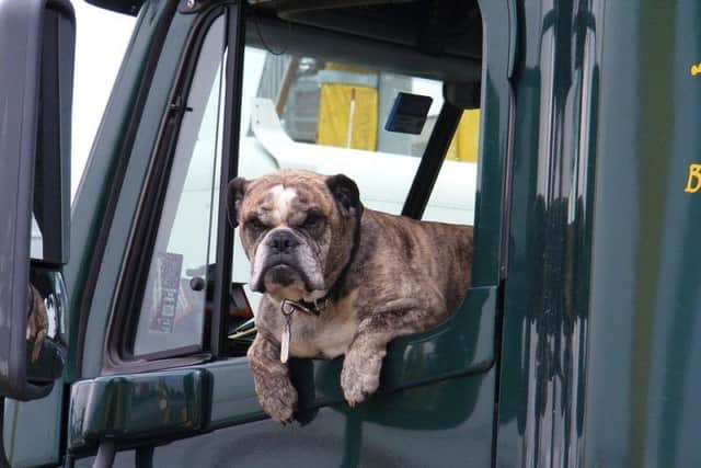 Know the law when travelling with a dog in your vehicle
