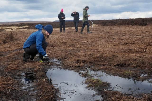 Kirsty Rogers from the National Trust planting a mass plug in a damp patch of ground in an area of mown heather. Photo: David Bocking.