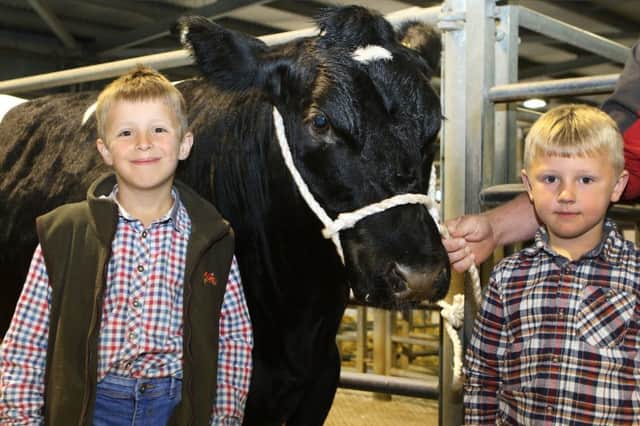 Bakewell Show, Daniel and James Byard from Wingerworth with one of the family's British Blue heifers