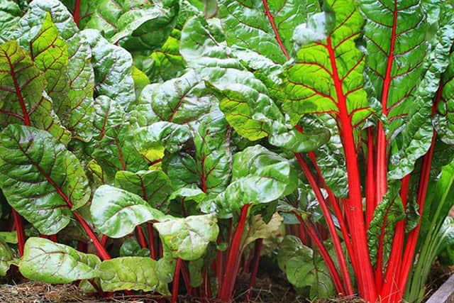 Chard is a popular choice for winter growers