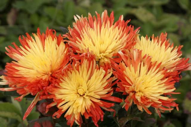 Asters are popular autumn plants