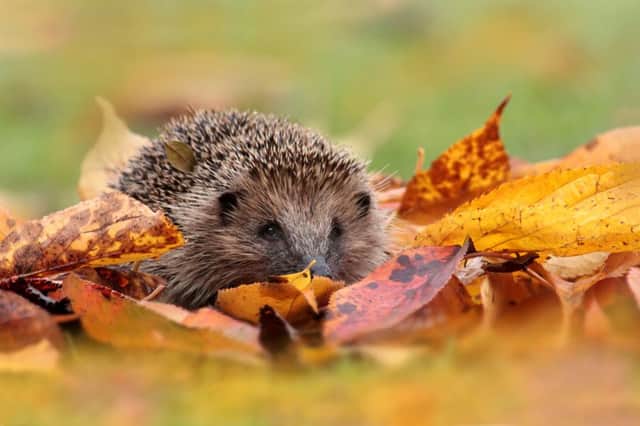 Hedgehog snuffles in the autumn leaves. Photo by Matt Cole.