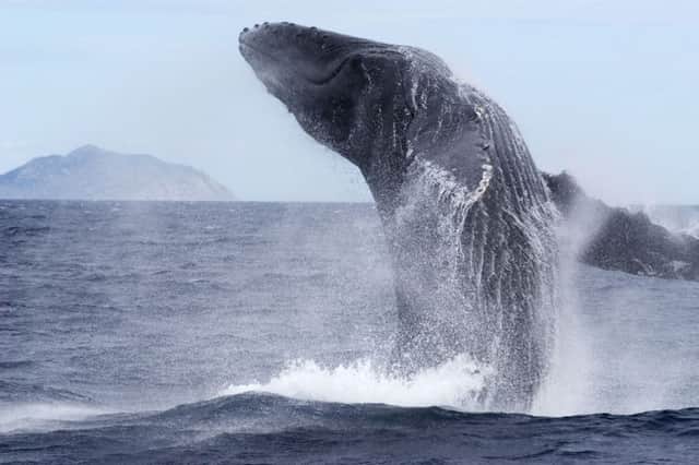 Humpback whale. Photo by Mark Carwardine.