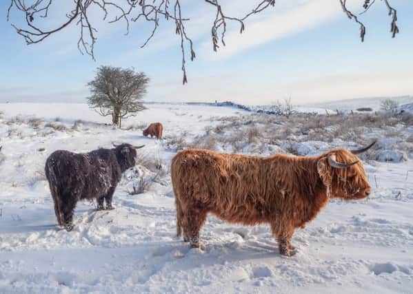 Highland cattle in wintry snow on Curbar Edge Peak District