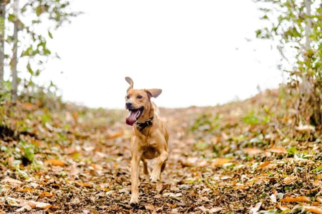 Dog enjoying a run. Photo by Martin Phelps.