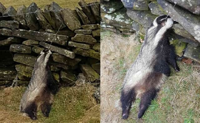Derbyshire Constabulary Wildlife Officer say a dead babdger has been found in a snare in Hayfield