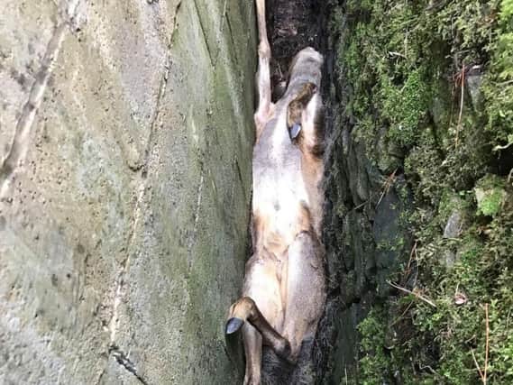 The deer was stuck upside down in a narrow gap between two walls