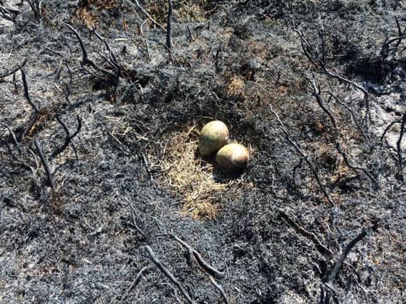 A nest destroyed by the fire.