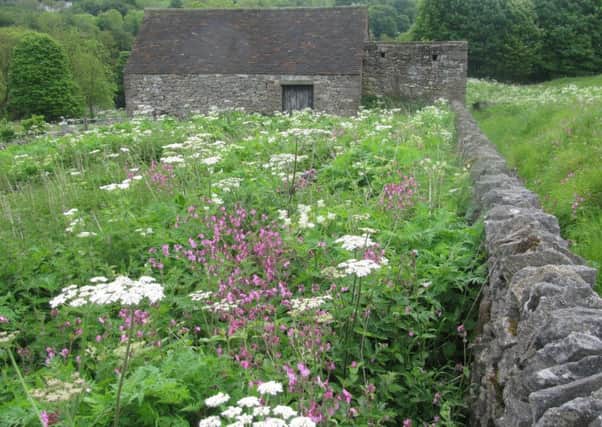 Wildflowers at Gang Mine, Middleton by Wirksworth. Photo by Dave Taylor.