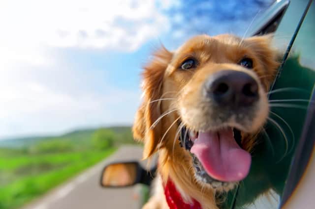 Some dogs love to go on a trip away as much as their owners. If this sounds like your pooch, then you and your dog could be in with the chance of reviewing free dog-friendly holidays across the UK (Photo: Shutterstock)